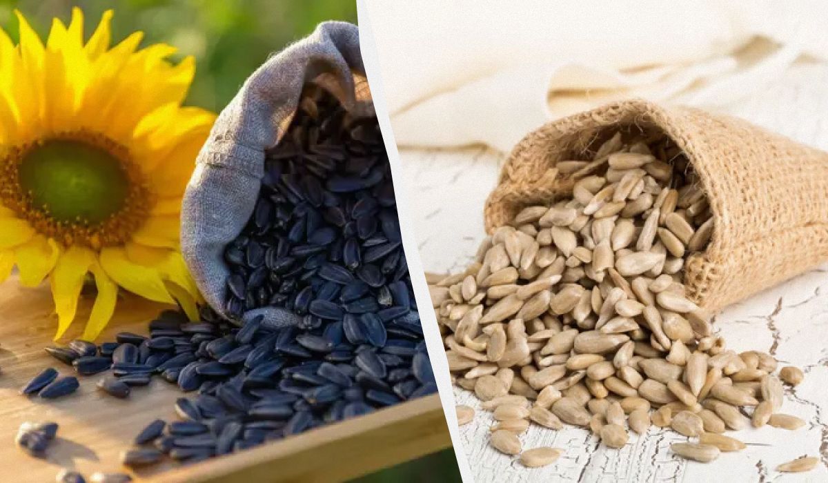 ��� ���� ������� �������������: 9 ������� � �������� ��������, ������� ����� �����������