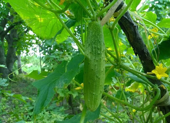 ��� �������� ������� ������������ ��������� ������ �������