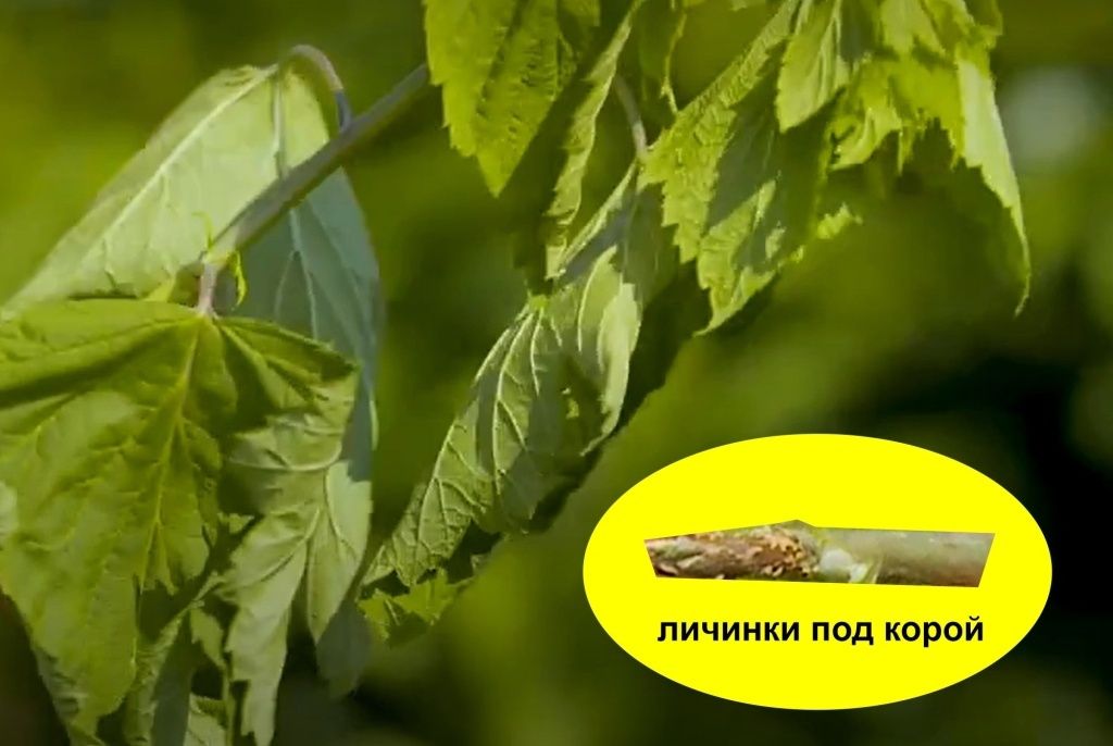 ������ ��������� �� �������: ����������� �������