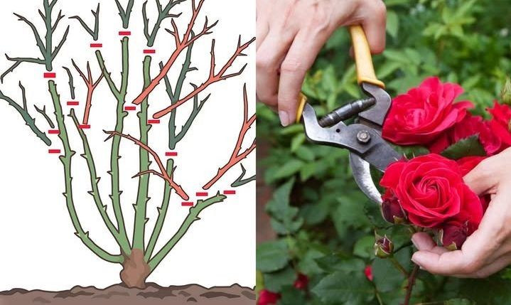 ����������� ���� ���� � ���������� ��������