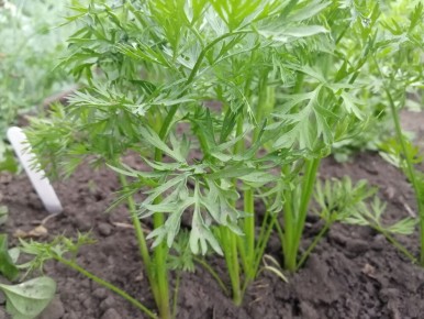 ������� ��� ����: ������� ��������� ������