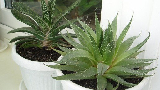 ��� ������ ����� ��������� �������� ���� � ������������� � ��������� �����������