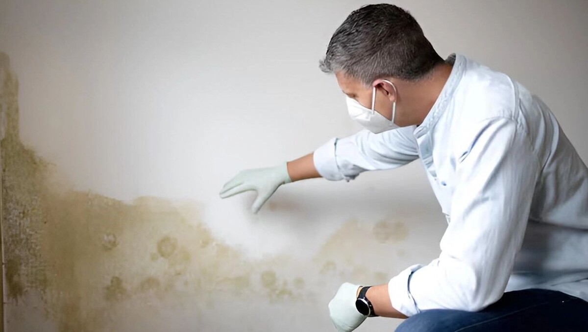 Плесень становится настоящей угрозой для хабаровских жителей