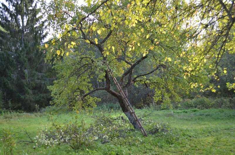 Как правильно обрезать старые яблони осенью