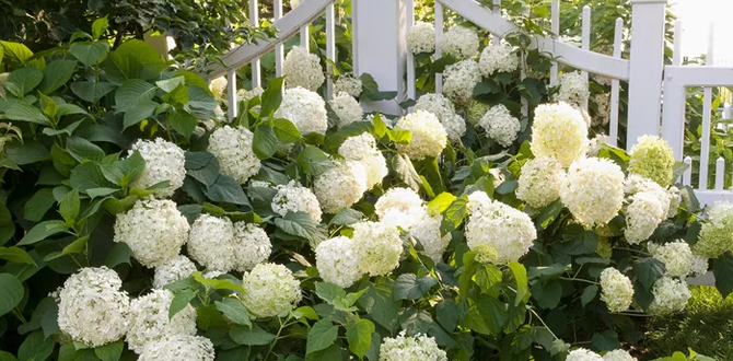 Осенний уход за гортензией: как обеспечить пышное цветение в следующем году