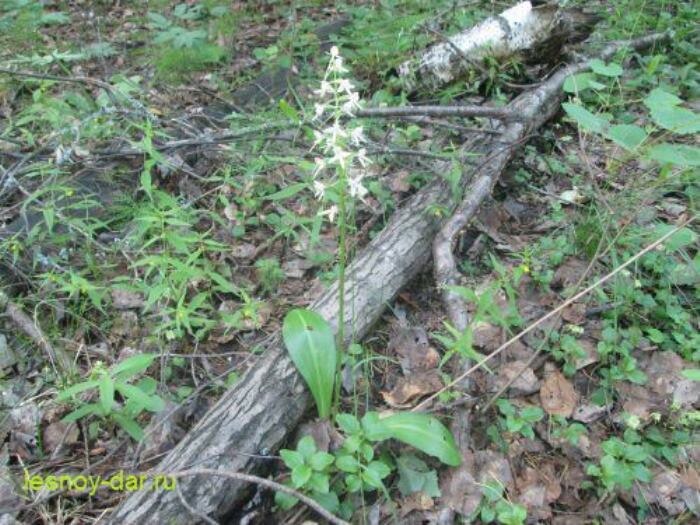 Тайны любки двулистной: Почему эта орхидея стала символом лесных чудес