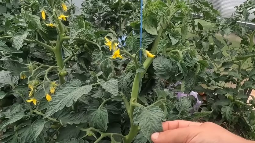 ��� ���������� ��������� �������: ������� ������ �� ������� �����������