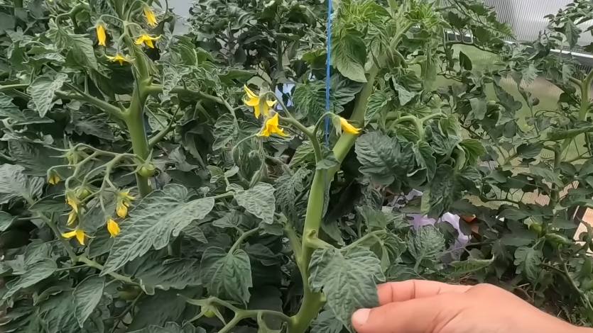 Как остановить жирование томатов: секреты успеха от опытных огородников