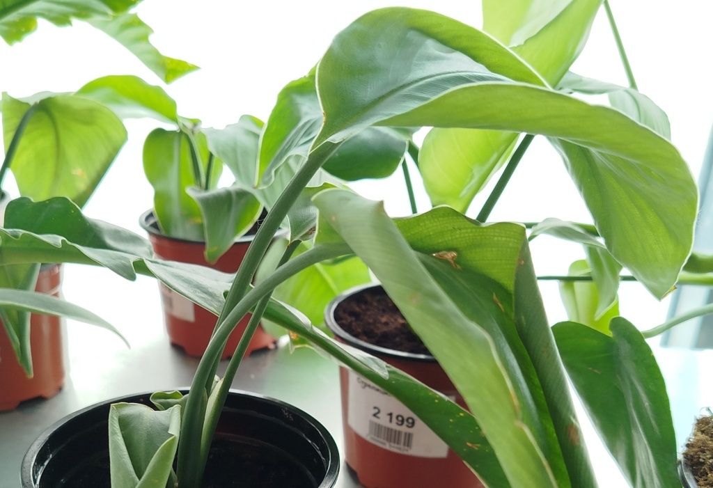 Комнатная стрелиция: уход и выращивание экзотической красавицы в вашем доме