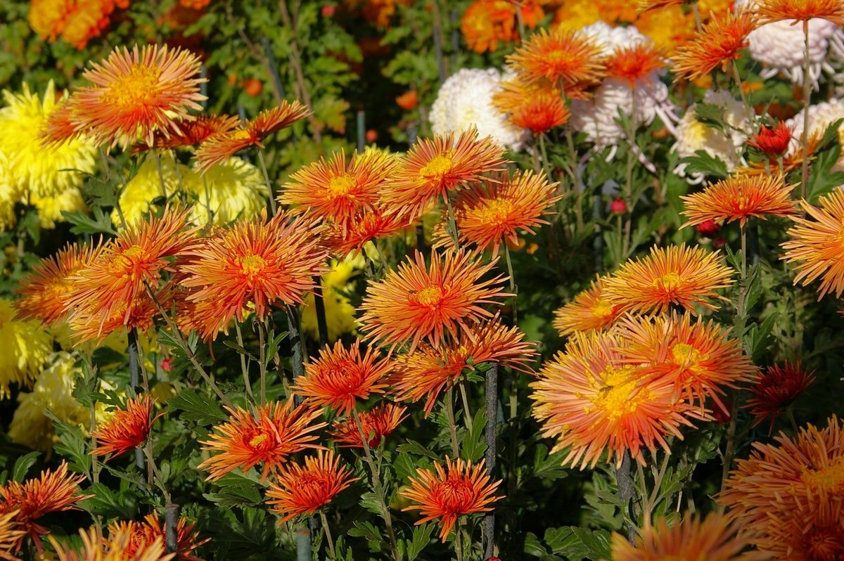 ������� ����������� ���������: ������� ��������� �����