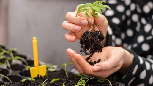 Как вырастить крепкую рассаду томатов без пикировки: секрета успешных агрономов