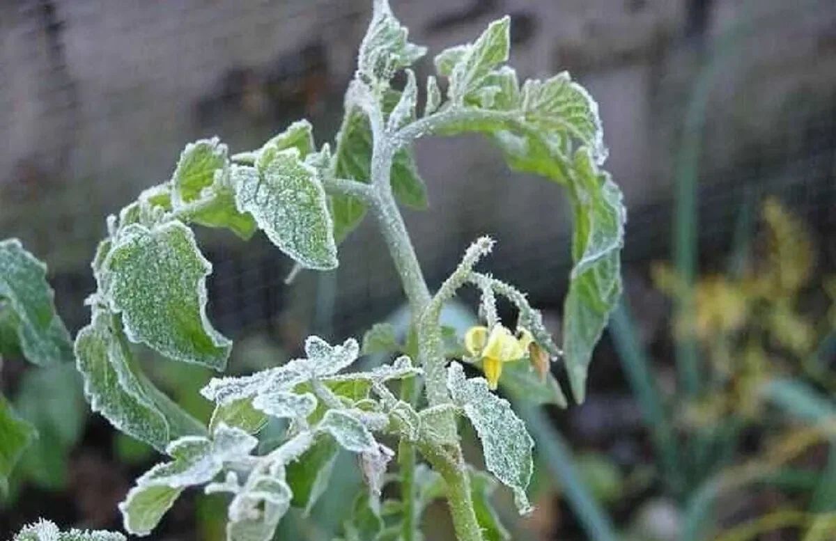 ��� � ����� ��������� ��������� ��� ��������: ��� ������ ������� ��������� �� ����������