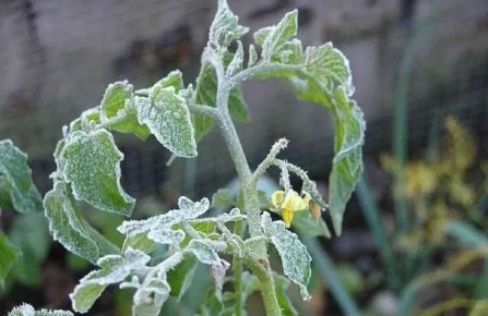 Май — месяц непростых сюрпризов для дачников: как спасти рассаду помидоров от заморозков