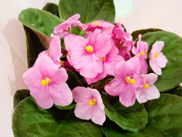 Фиалки: секреты ухода для пышного цветения и здоровья