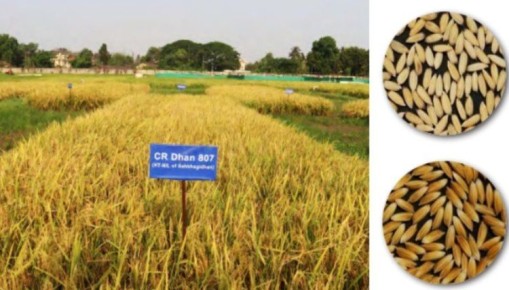 Новые сорта риса помогают индийским фермерам адаптироваться к изменяющемуся климату