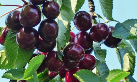 Выбор идеальных сортов черешни для весенней посадки
