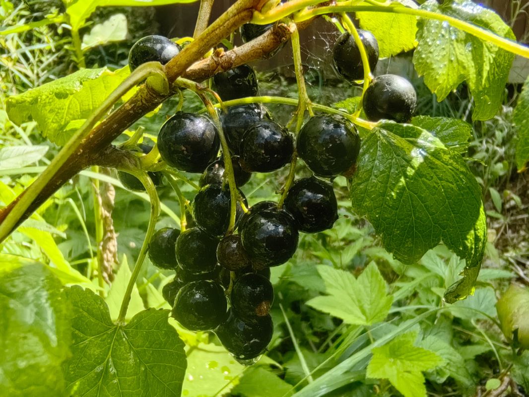 ������ � ����� �� ���������� � ����: ��� �������� ������ � ����������� ����� � �������� ������