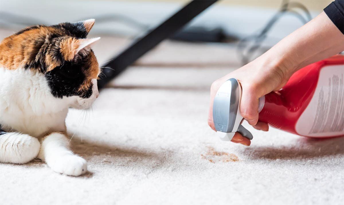 ������ �������� ������� �������� ����� ������ �����?