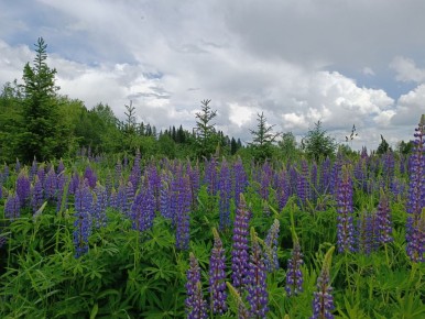 ��� ������� ����� ��������� �������� �������� ���� �����