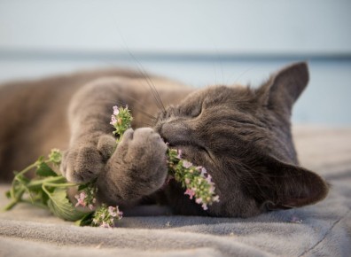 Котовник: растительная радость для пушистых любимцев и полезная пряность для людей