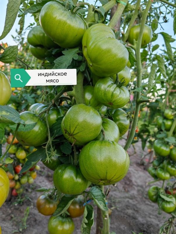 ����� ����� ������� "���������"