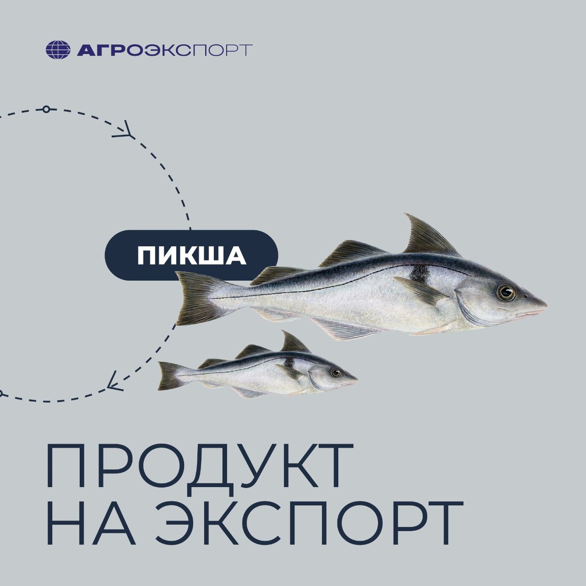 Пикша на подъеме: экспортные перспективы и рынок