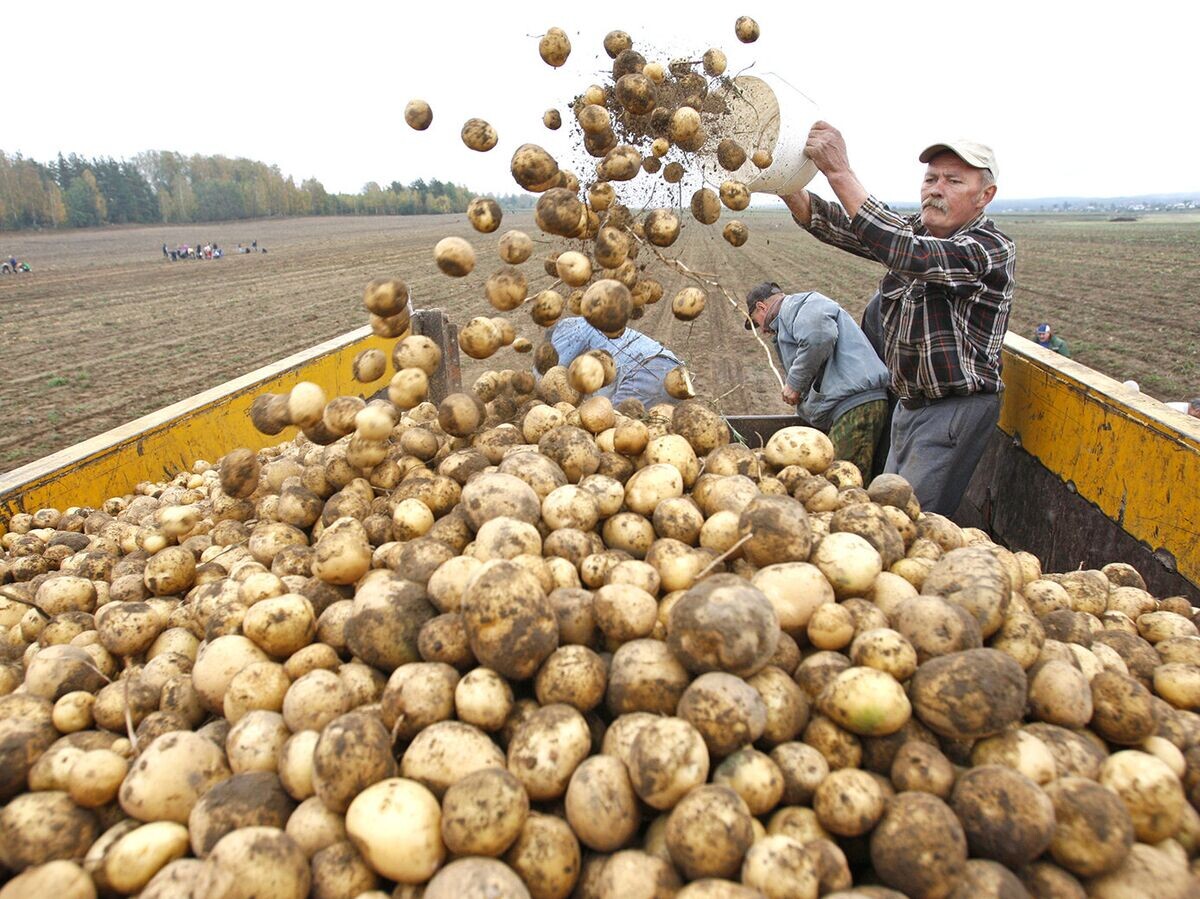 Экзотические сорта картофеля в Беларуси: мода или необходимость?