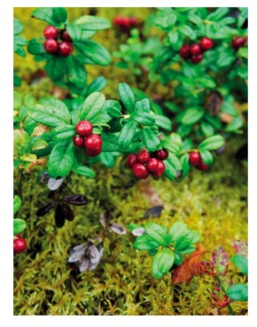 ������� �����: ������� ��������� �� ����