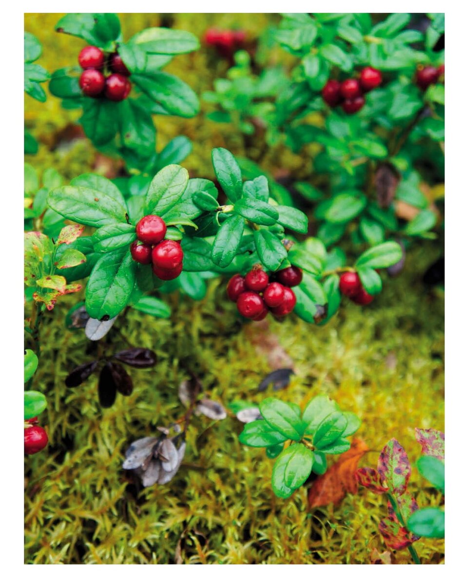 Мочёные ягоды: секреты заготовок на зиму