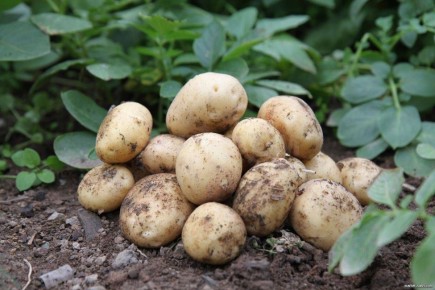 ������������ �����, ������� ������� ���������