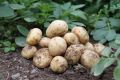 Картофельные сорта, которые победят фитофтору