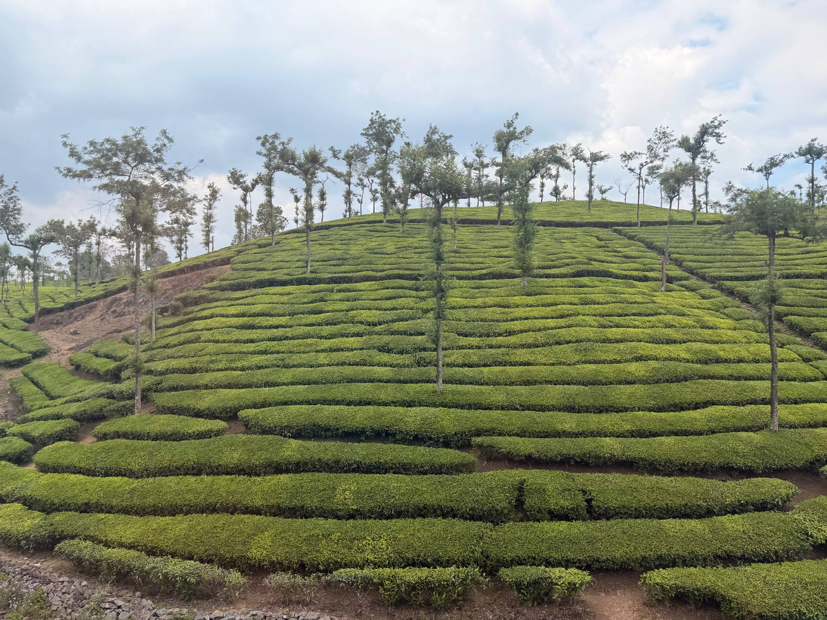 Неожиданные истории чая: как Индия погрузилась в чайную культуру