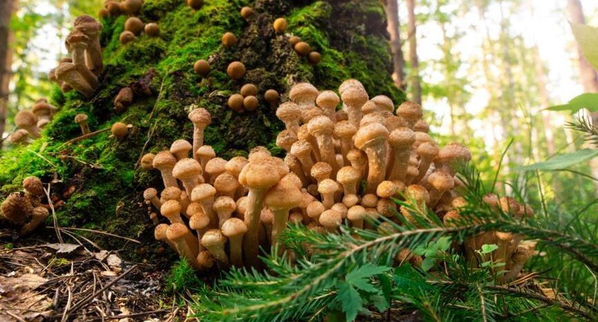 Грибной сезон в октябре: что ожидать от лесных богатств