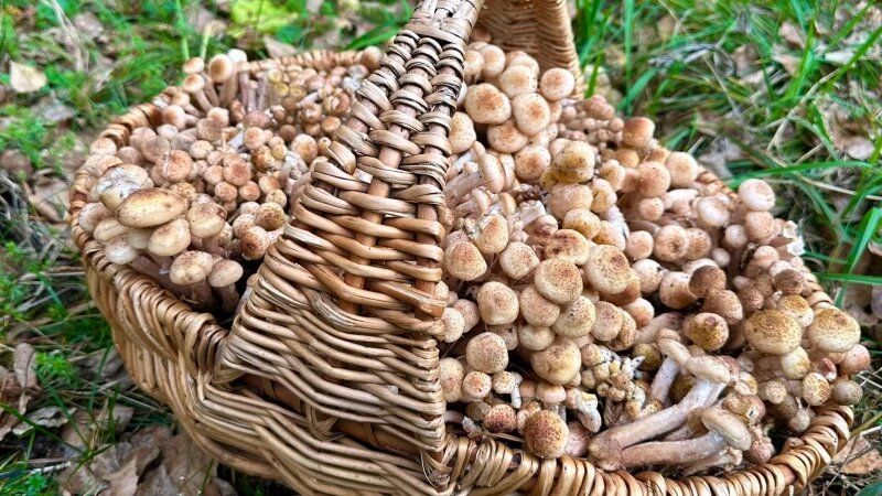 Когда ожидать первые весенние грибы по мнению эксперта