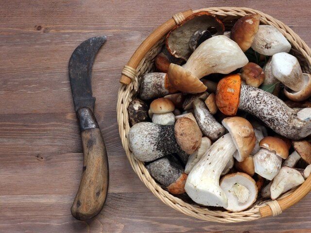 Зимние грибы: новые находки в подмосковных лесах