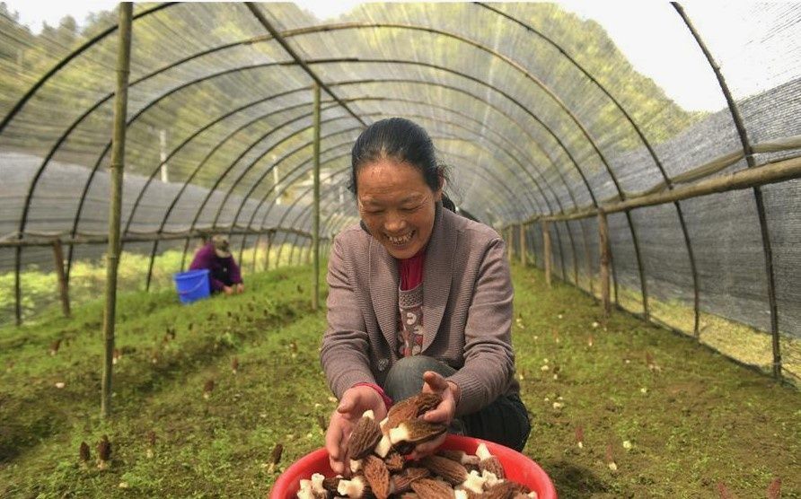 Китайское искусство: как страна стала экспертом в выращивании сморчков