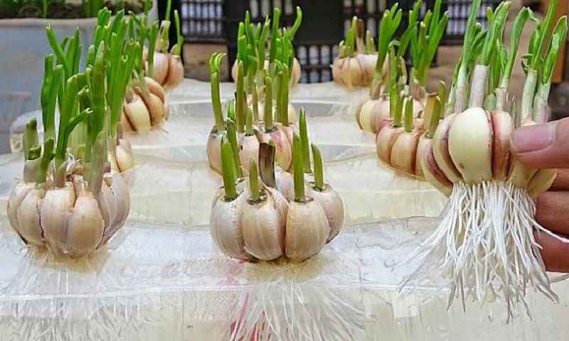 Как вырастить чеснок на балконе: секреты рекордного урожая в бутылках