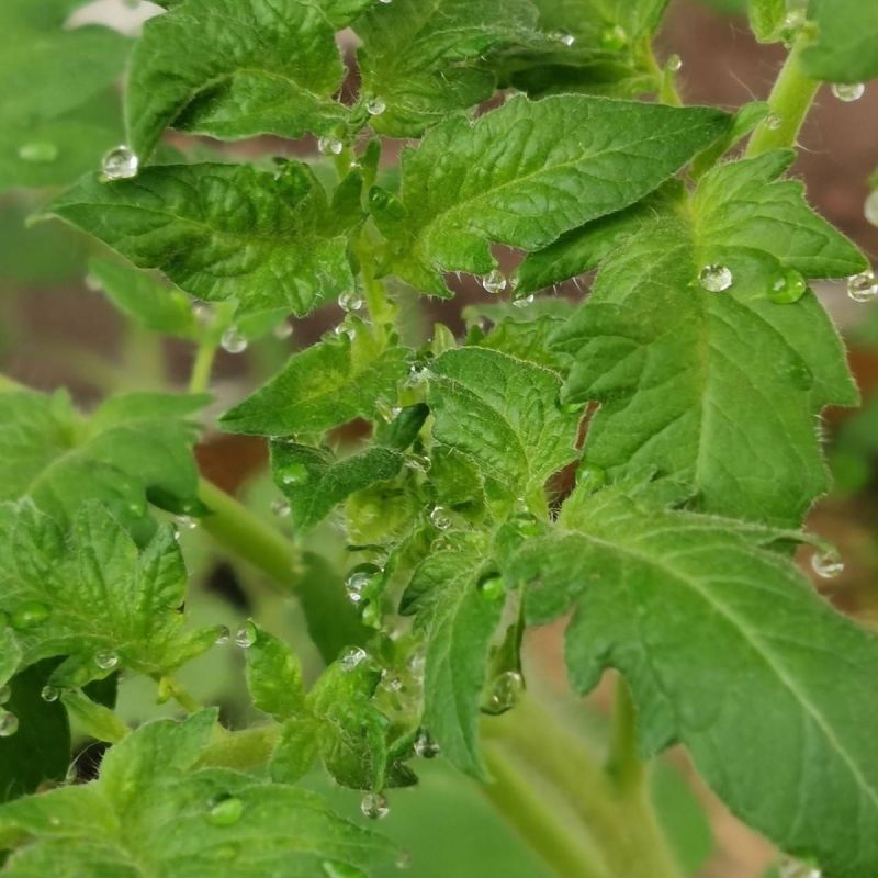 ������ ����� �� ������� ������� � ������ ��� ��������