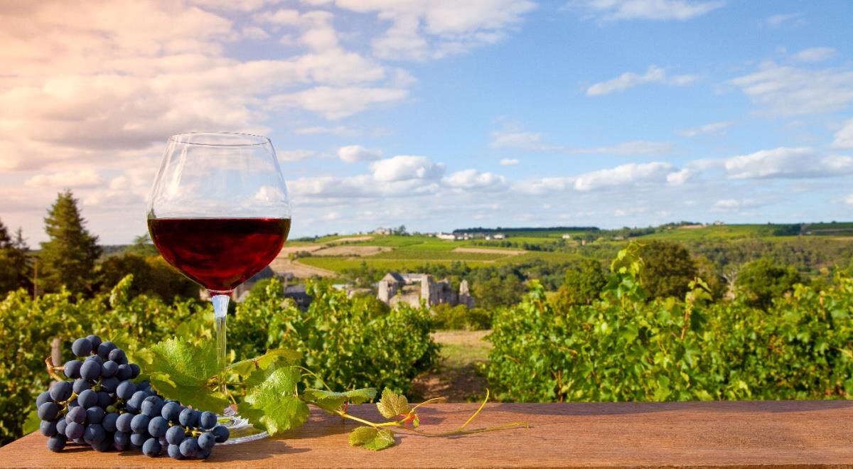 Почему виноделы Бордо готовы вырубить свои виноградники