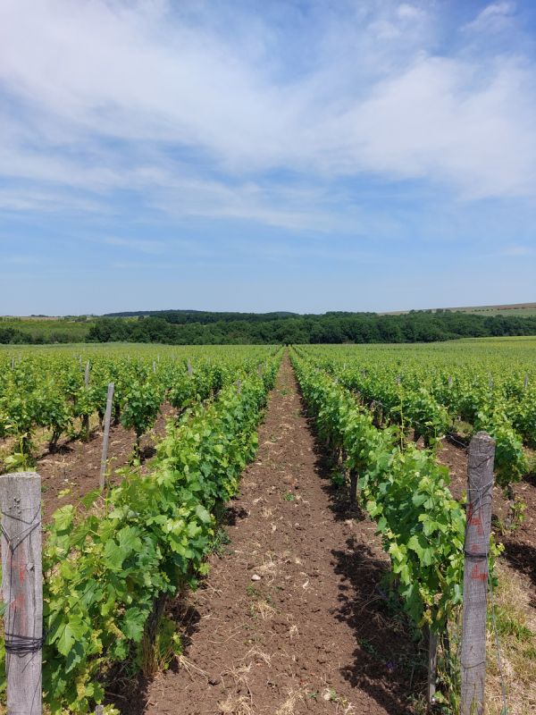 ����������� �� �������������� ����� ������: ����� ����������� ������