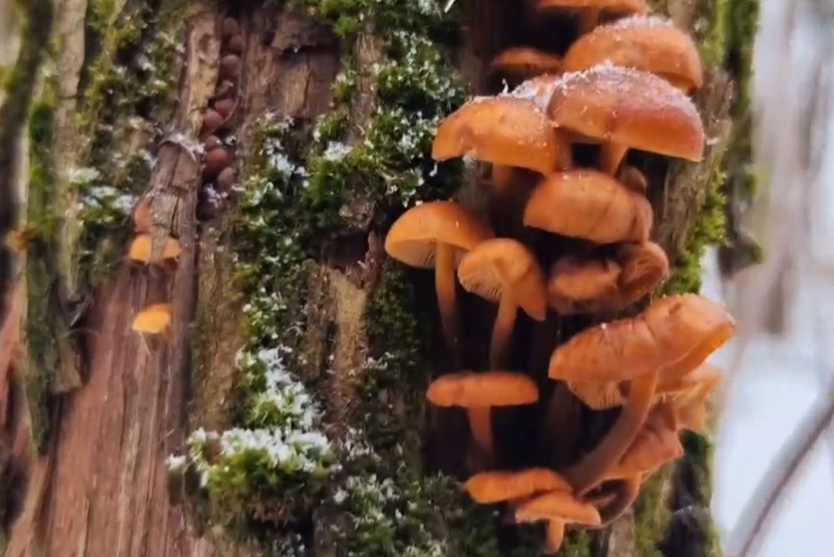 ������ ������� � ����� ��������: ���� ������� ������� ����� ��������