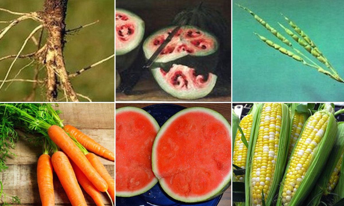 ��� ���������� ������ � �����: ������������ ����� � ��������� �������