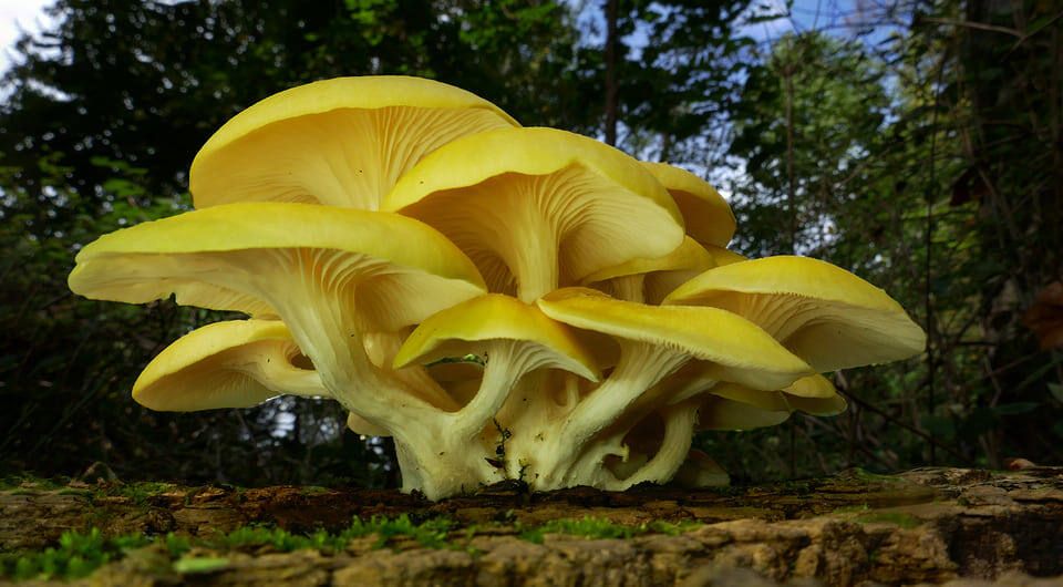 �������� ������� ����������� �������� �������: ������ ������� ������� �����