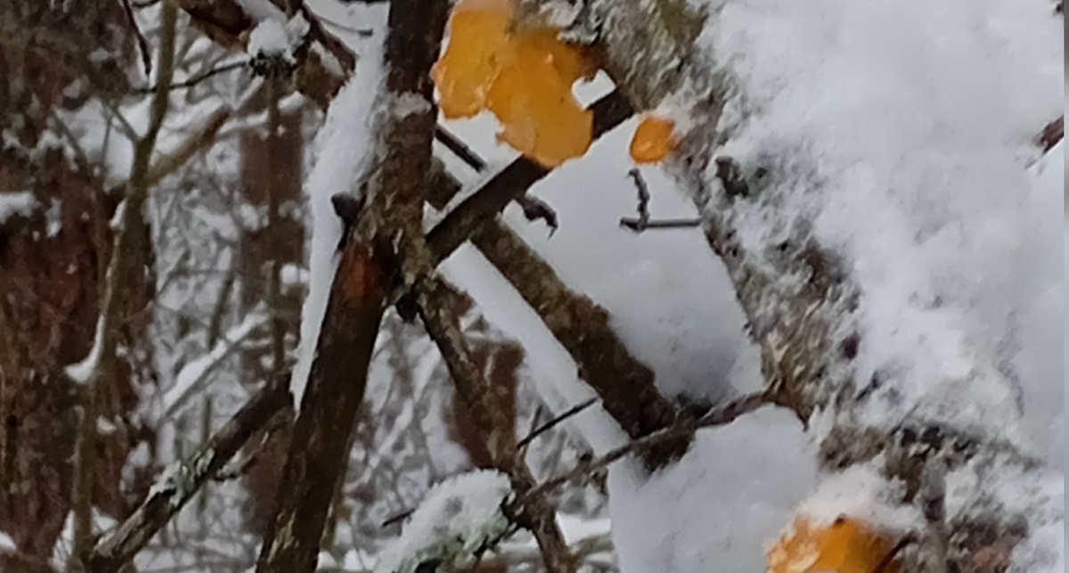 Явление января: дрожалка продолжает появляться в лесах Ярославской области