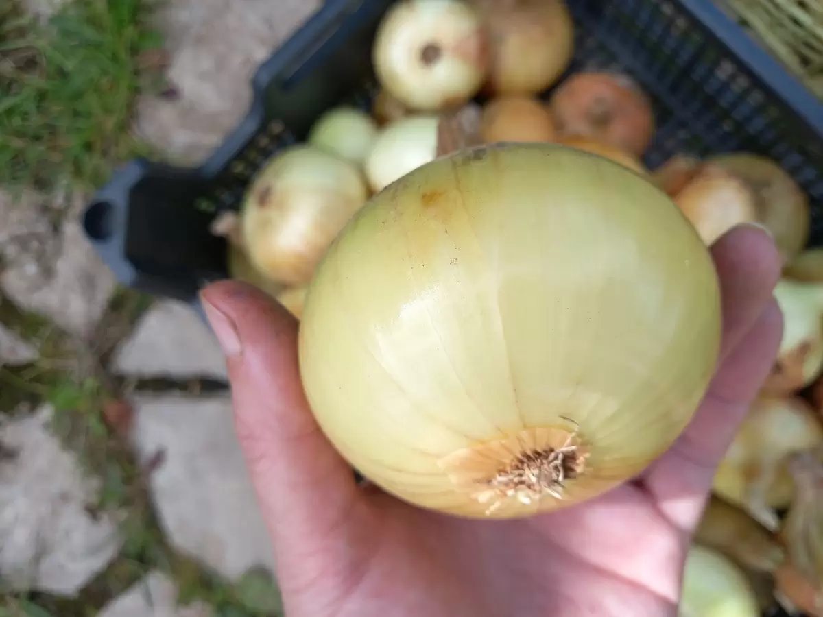 Луковые традиции: как простой овощ стал героем кухни