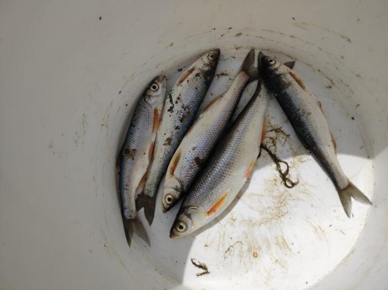 ��� ��������� ������� ������ ����: ������ ��������