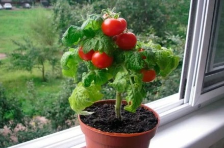 ��� ��������� �������� �� �����������