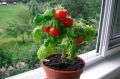 Как вырастить витамины на подоконнике